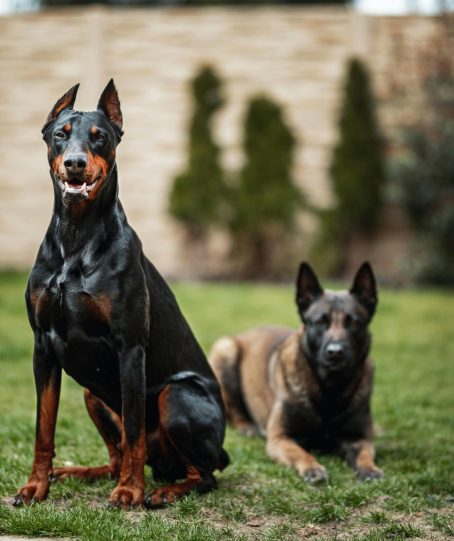 Doberman Pinscher